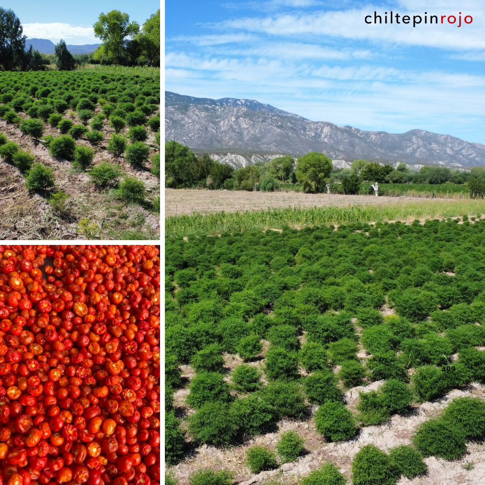 Chiltepin rojo seco picante Sonora