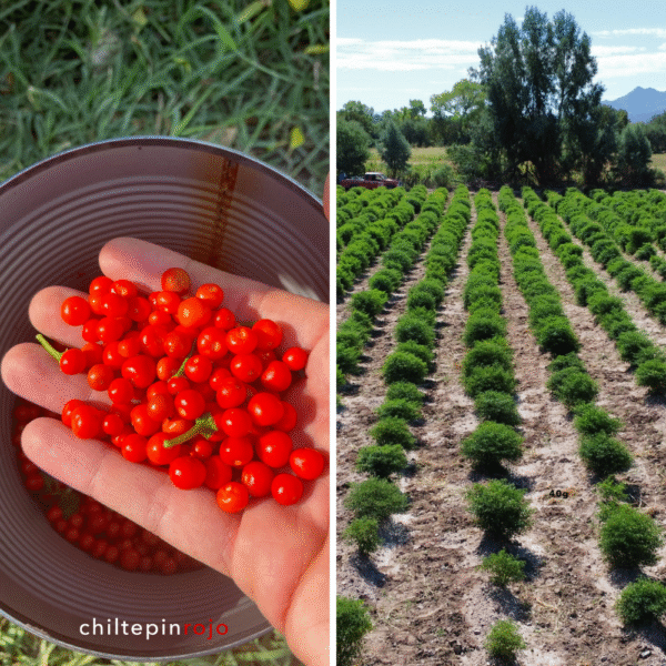 Chiltepin rojo seco picante Sonora