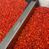 Chiltepin rojo seco picante Sonora