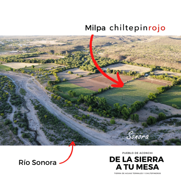 Chiltepin rojo seco picante Sonora