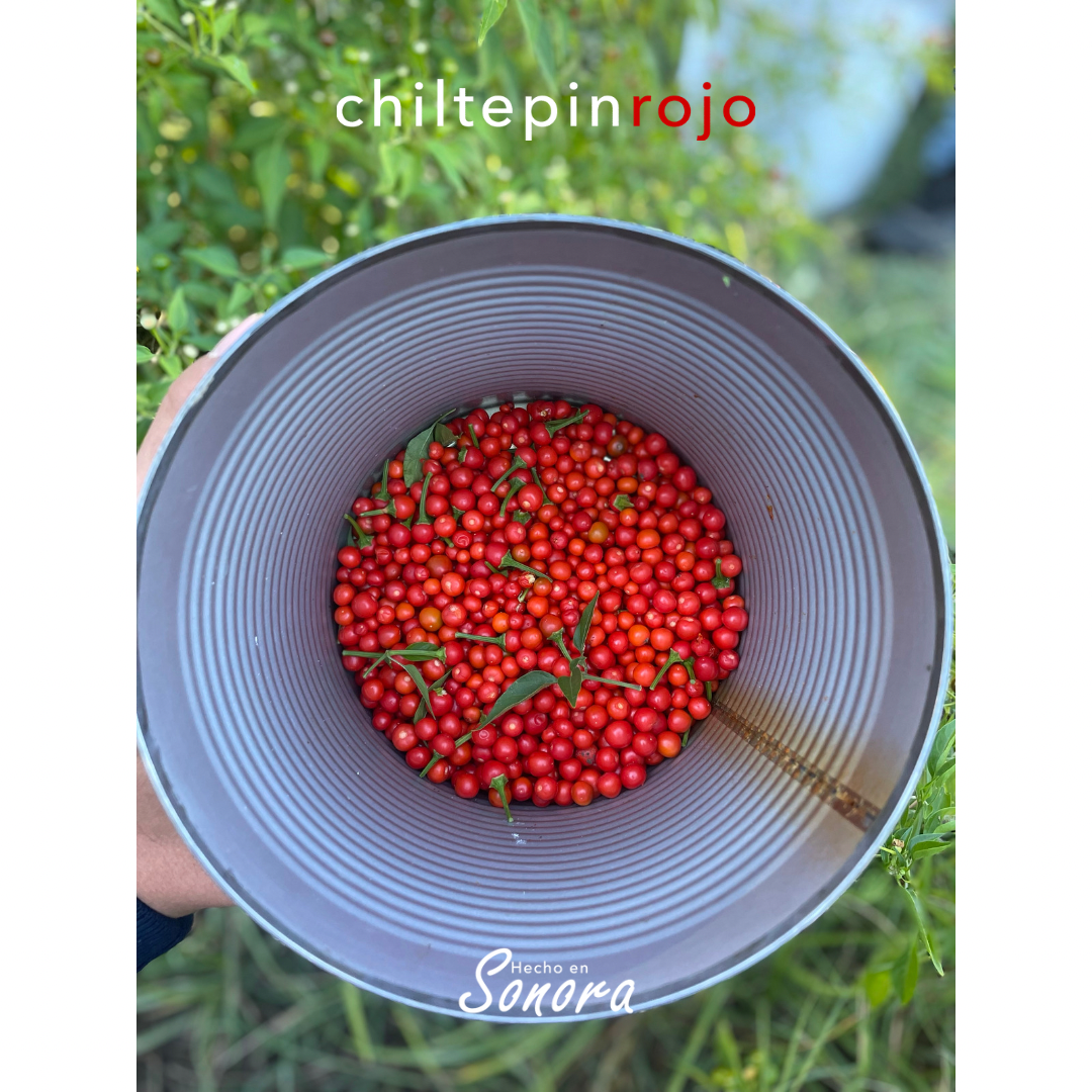 Chiltepin rojo seco picante Sonora